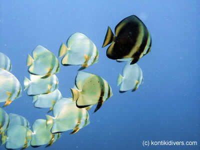 school of bat fish at hilugtungan marine sanctuary