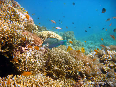 diving at a coral reef in mactan