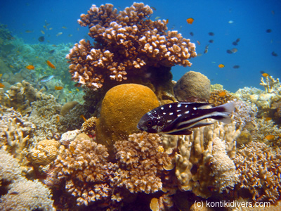 coral reef around mactan, cebu