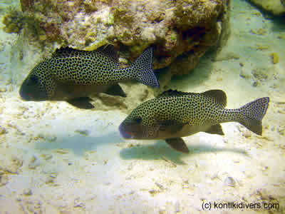 dive spot mactan cebu