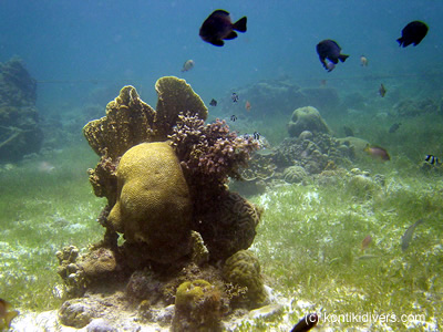 sea grass beds and coral mounds at kontiki house reef, mactan 