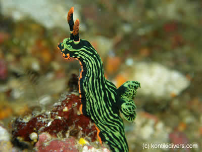 dive spot coral reed mactan cebu