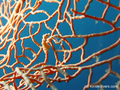 pygmy sea horse in mactan cebu