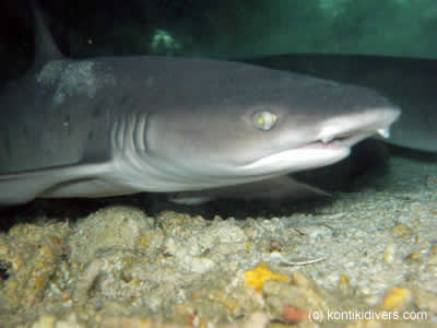 white tip shark cabilao