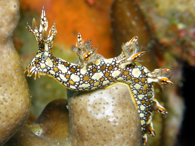 u/w rental camera cebu nudibranch pic