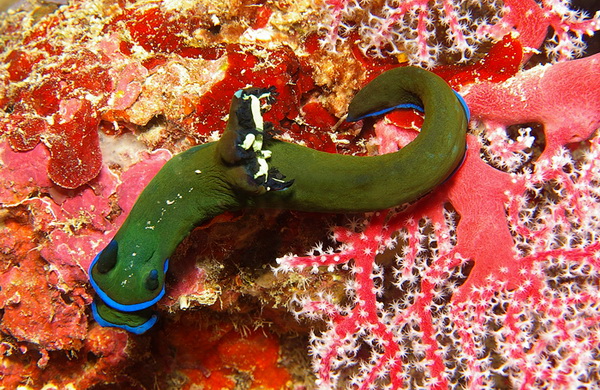 nudibranch - dive safari philippines