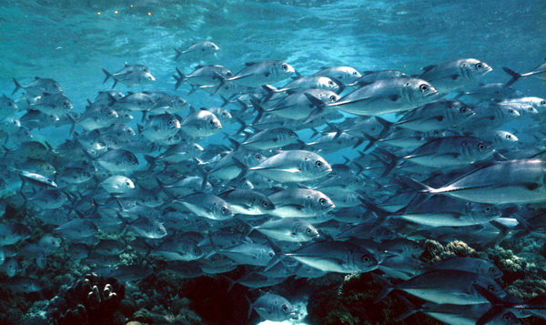 jackfish in Balicasag Island