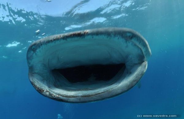 whale shark encounter on dive safari in the philippines