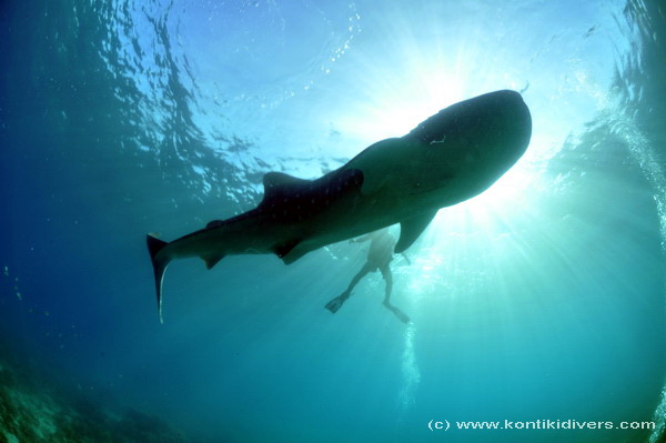 whale shark in cebu 3