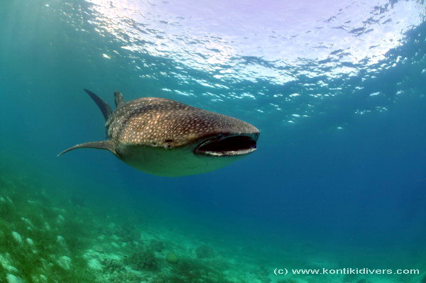 whale shark in cebu 1