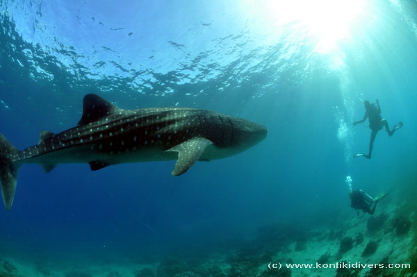 whale shark in cebu 2