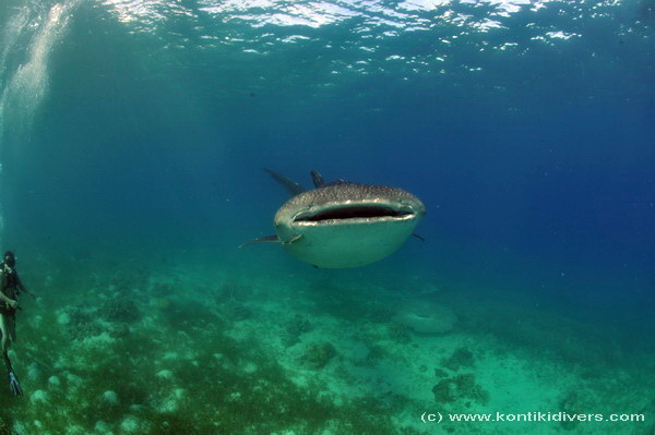 whale shark in cebu 4